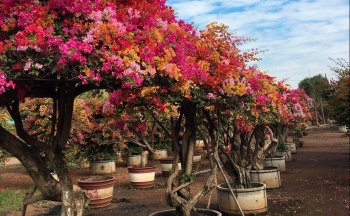 Hoa giấy ngũ sắc muôn kiểu 'đọ dáng' dịp tết và bí quyết tạo siêu phẩm