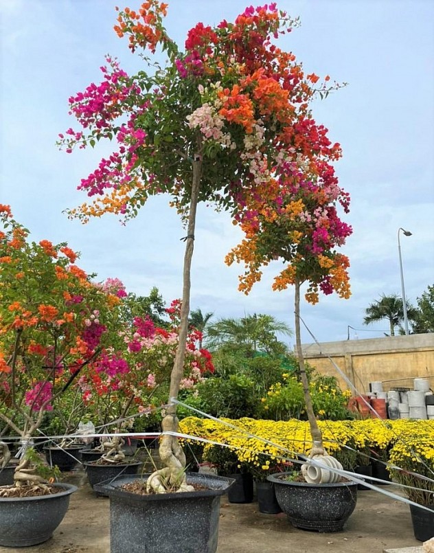 Những chậu hoa giấy \'chân dài\' đang thu hút sự chú ý của người sắm hoa tết.