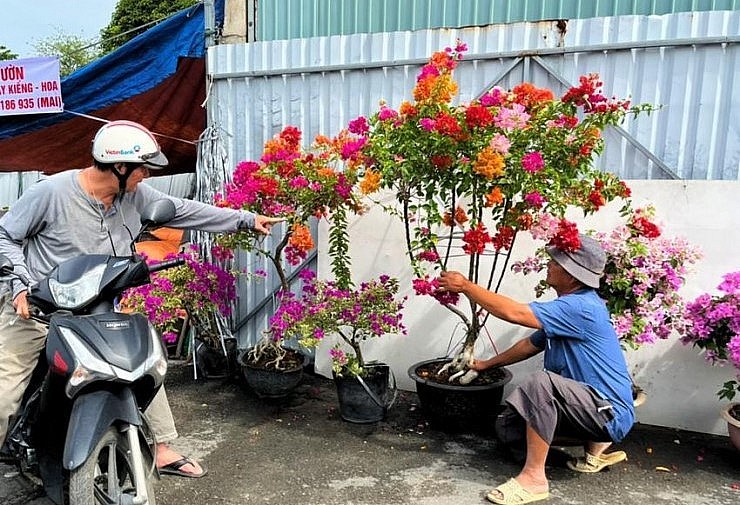 Chậu bonsai hoa giấy ngũ sắc cẩm thạch cũng được khách hàng ưu tiên lựa chọn.