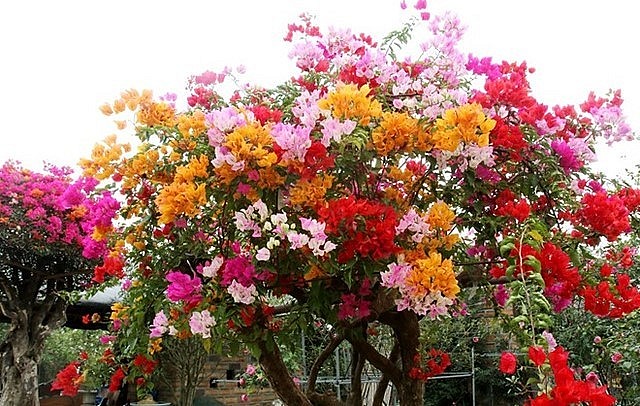 Hoa giấy ngũ sắc có nguồn gốc Thái Lan và được thuần hóa tại Việt Nam.