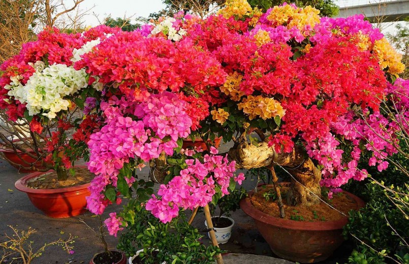 Bạn có thể áp dụng kỹ thuật để hoa giấy ngũ sắc bung nở đúng dịp Tết Nguyên đán.