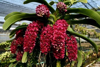 Bất ngờ, cây lan rất thích mì chính, tưới 1 thìa cây mập mạp, hoa tuôn như suối muốn cản cũng khó