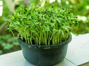 4 loại rau trồng ban công nhìn đã mắt, cắt đã tay, ăn đã miệng, xuống giống nửa tháng là có ăn