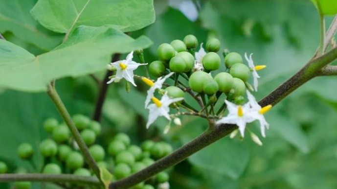 Loại quả xưa có đầy không ai hái, giờ thành đặc sản xứ rừng được nhiều người "săn lùng"
