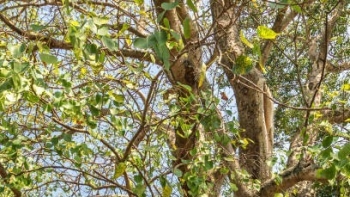 Cây bồ đề hay trồng ven đường lại có nhiều công dụng hay cho người bị ho, phong hàn