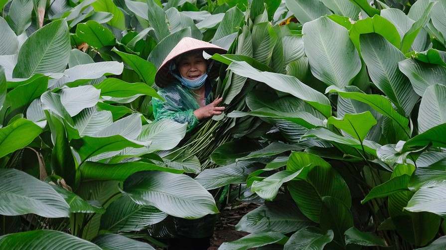 Loại cây trước mọc hoang nhưng cứ đến Tết lại “hái lá đếm tiền”