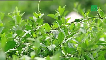 Dây thìa canh - thảo mộc hiệu nghiệm cho người bị tiểu đường