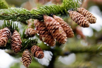 Loại hạt rụng đầy rừng được đồn “bổ dưỡng trường sinh” đắt hàng dịp Tết, dân buôn chốt đơn mỏi tay