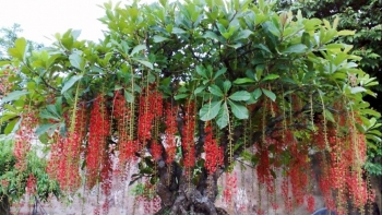 Ý nghĩa phong thủy của cây lộc vừng trồng trước nhà