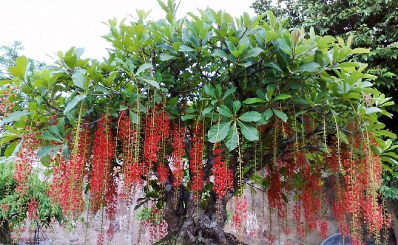 Ý nghĩa phong thủy của cây lộc vừng trồng trước nhà