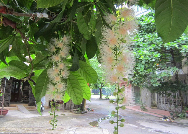 Ý nghĩa phong thủy của cây lộc vừng trồng trước nhà