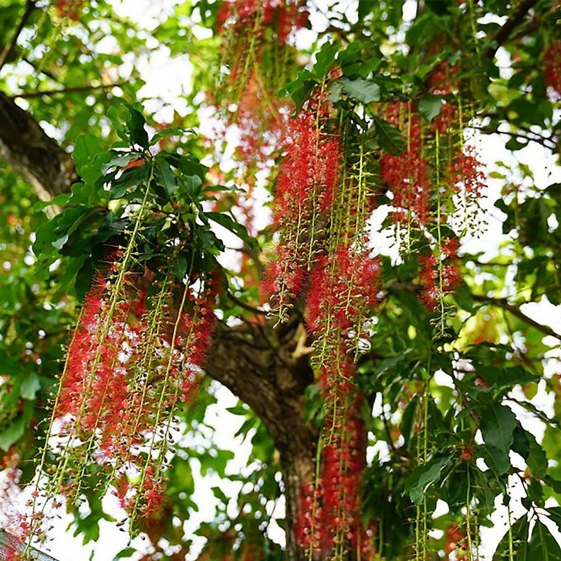 Ý nghĩa phong thủy của cây lộc vừng trồng trước nhà