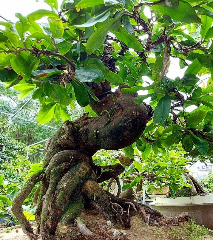 Cây mai bonsai giá trị quan trọng ở bộ đế, cây càng lâu năm càng giá trị.