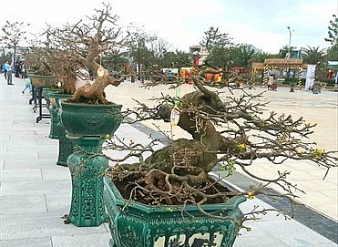 nghệ nhân Nguyễn Xuân Hà đưa 20 cây mai bonsai nghệ thuật dáng thế đẹp nhất của vườn nhà đến trưng bày tại Lễ hội Mai vàng An Nhơn.