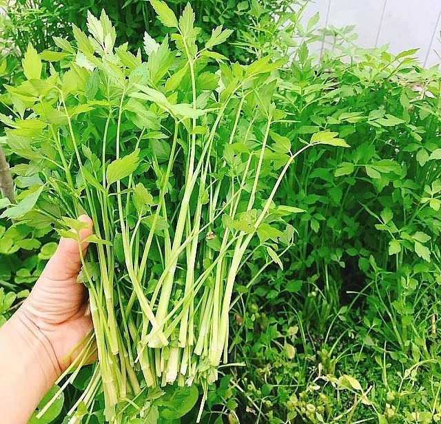 hay còn gọi là rau cần nước