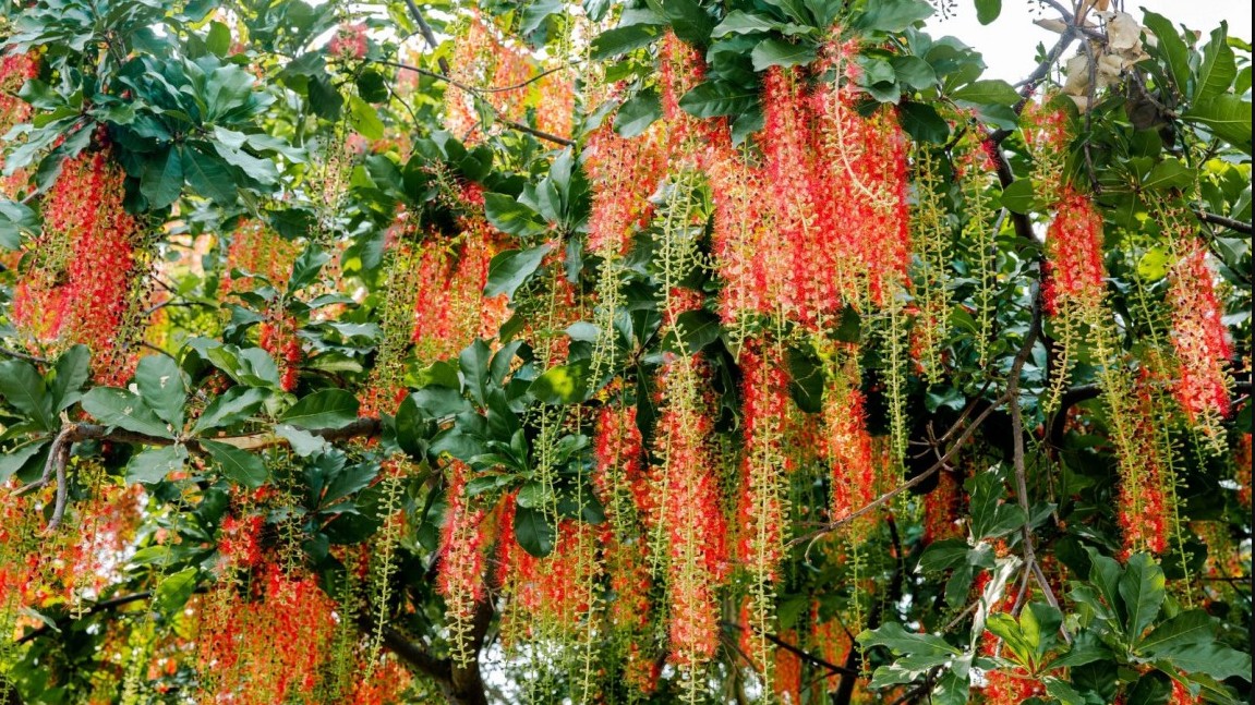 Kỹ thuật chăm bón giúp cây lộc vừng ra nhiều hoa