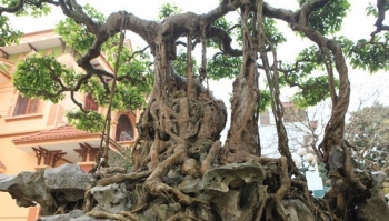 'Choáng' trước báu vật sanh bonsai 300 tuổi từng qua tay vua Bảo Đại, 30 tỷ không có cửa
