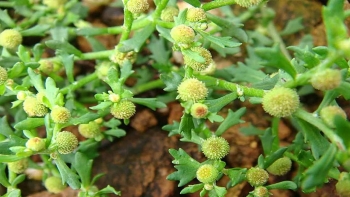 Cây cỏ nghe tên như con vật xấu xí nhưng lại cực hữu ích cho người bị ho, cảm sốt