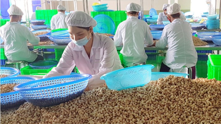 Ngành điều chấm dứt giai đoạn xuất khẩu 10 năm tăng trưởng