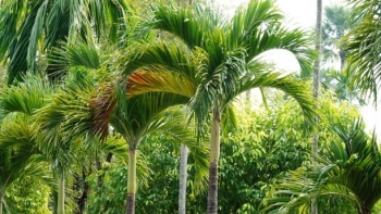 Cây cau tưởng chỉ dùng hái quả lại có vô vàn công dụng với sức khỏe