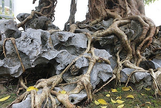Từ các rễ cây đến thân, bệ cây khúc khuỷu rất già và cổ kính.