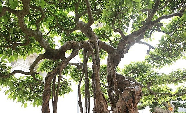 Nhìn từ xa cây sanh có đường thân rất độc lạ, hình dáng của cây giống như một chiếc nỏ, mang đến vẻ đẹp độc lạ.