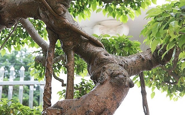 Các tay cành của san bonsai cổ gân guốc.