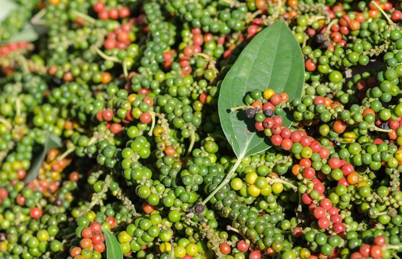 Giá tiêu hôm nay duy trì ổn định trên cả nước.