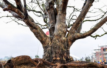 Siêu phẩm mai vàng 