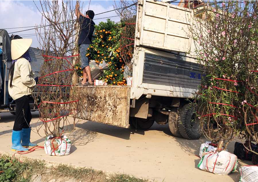 Đông Triều: Khám phá làng hoa - cây cảnh tết Qúy Mão 2023