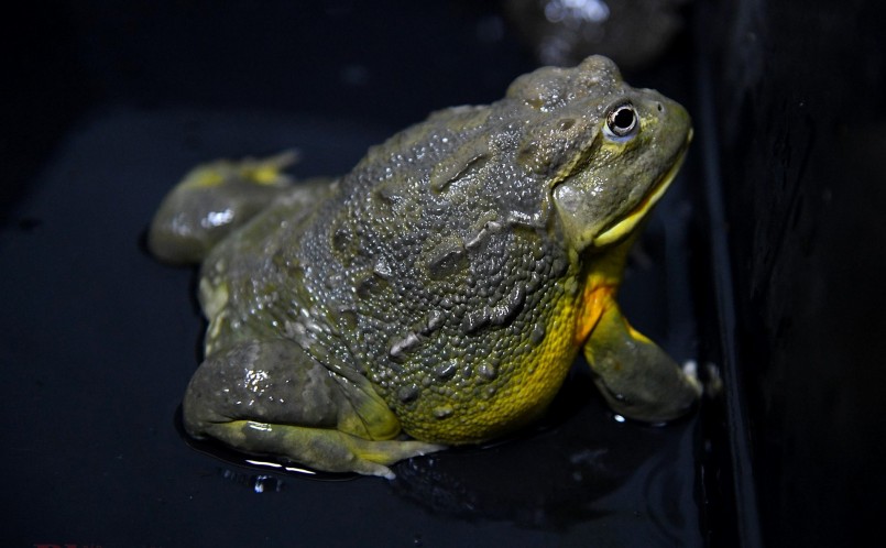 Giá ếch cảnh dao động từ 200.000 đồng đến 4 triệu đồng mỗi con tùy chủng loại, kích cỡ, hình dáng. Trong ảnh: Con ếch da bò châu Phi, nặng hơn 1kg với giá khoảng 3 triệu đồng.