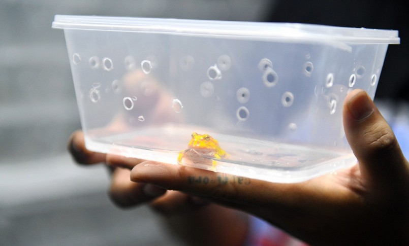 Mỗi năm ếch sinh sản vào đầu mùa xuân. Ếch đẻ trứng và trứng được thụ tinh nở thành nòng nọc sau khoảng một ngày; mất khoảng 3 tuần để nòng nọc thành ếch.