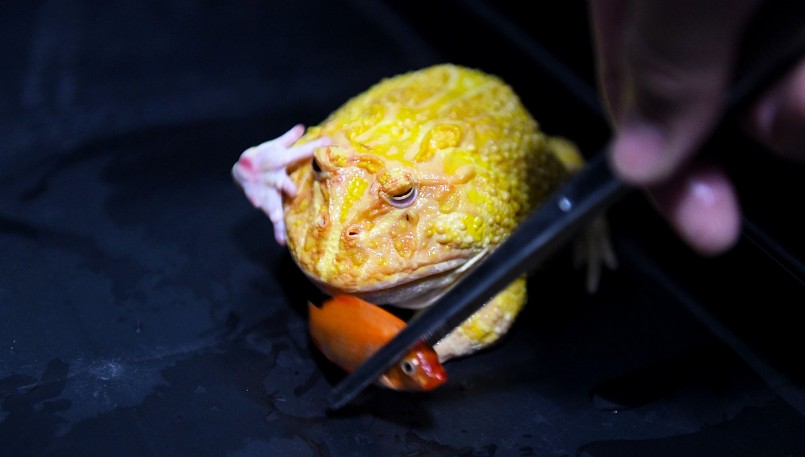 Thức ăn dành cho ếch cảnh chủ yếu là gián, giun, dế, cá, tôm… Nếu nuôi ếch nhỏ thì cho ăn mỗi ngày, khi ếch lớn có thể giảm còn 3 lần/tuần.