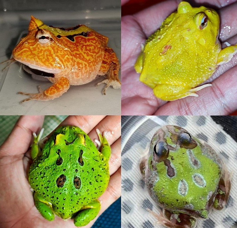 Thú chơi ếch cảnh độc lạ thu hút giới trẻ và có người thu nhập hàng chục triệu đồng từ loài vật được ví như \'ngoài hành tinh\' này.