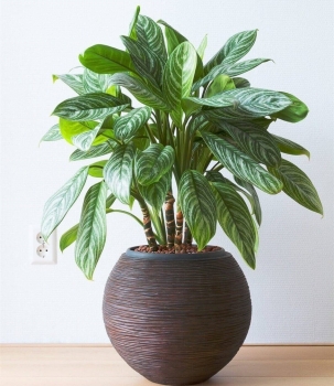 Lo tết căng thẳng mệt mỏi hãy trồng ngay cây này và con tim sẽ vui trở lại