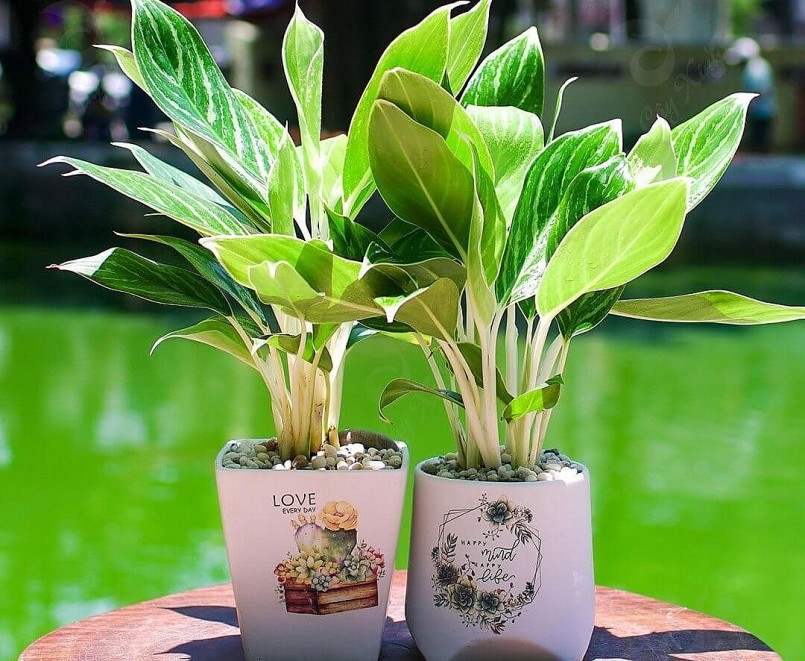 Khi được trồng trong chậu như một cây cảnh, cây bạch mã hoàng tử chỉ cao từ 30cm đến 50cm. 