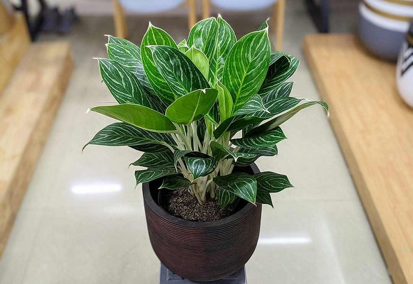 Mang vẻ đẹp thanh lịch và sang trọng, cây bạch mã hoàng tử còn tượng trưng cho sự mạnh mẽ, vươn lên.