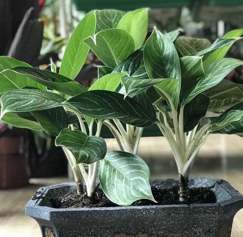 Trong phong thuỷ, cây bạch mã hoàng tử có ý nghĩa như vật phát tài.