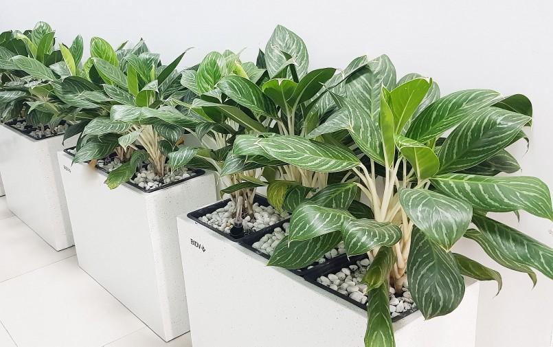 Cây bạch mã hoàng tử là cây cảnh đẹp và có giá trị phong thủy. 