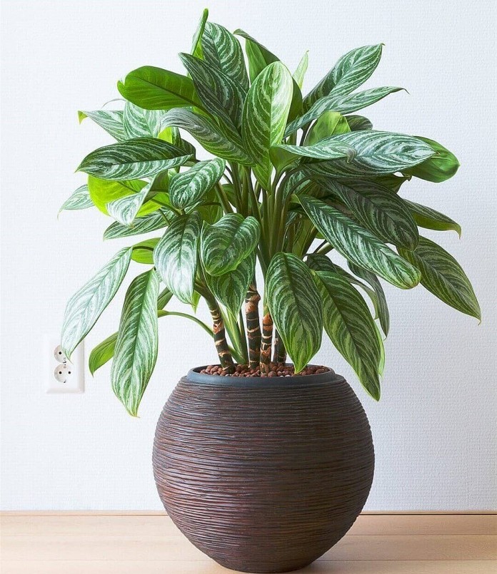 Cây bạch mã hoàng tử có tên gọi khác là cây bạch mã giúp giảm căng thẳng mệt mỏi khi trồng trong nhà. 