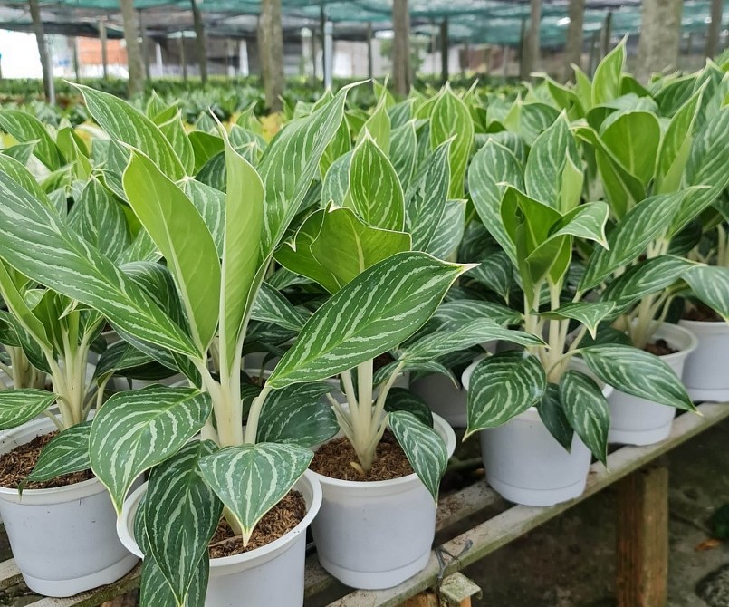 Cây bạch mã hoàng tử có thể sinh trưởng tốt khi trồng trên các loại đất khác nhau.