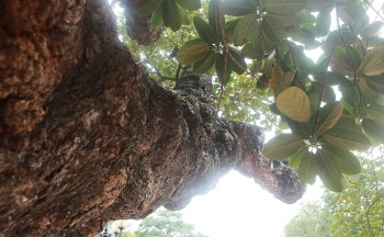 Cây mít 500 tuổi thân trầy mảnh bom, dáng cành cổ quái xứng 'thần cây' ở đất đế vương