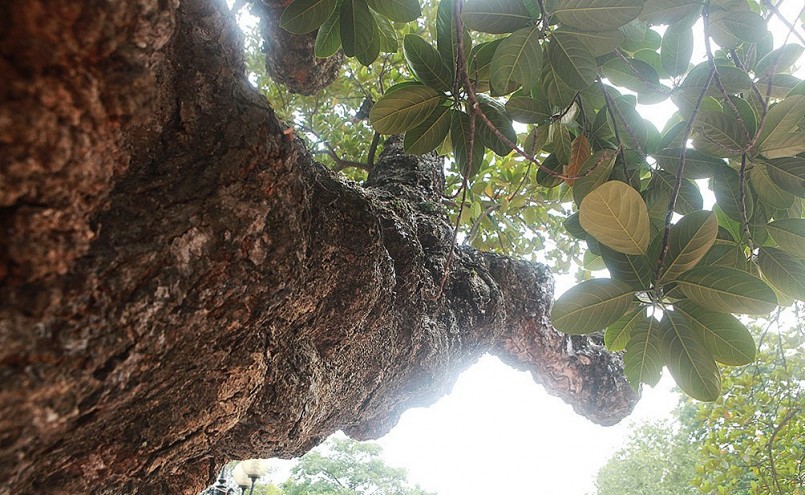 Cây mít đại cổ thụ với nửa thế kỷ vẫn xanh tốt vươn dáng cành cổ quái.