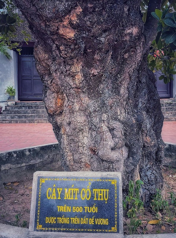 Gốc cây mít cổ thụ to cỡ 2 người ôm không xuể.