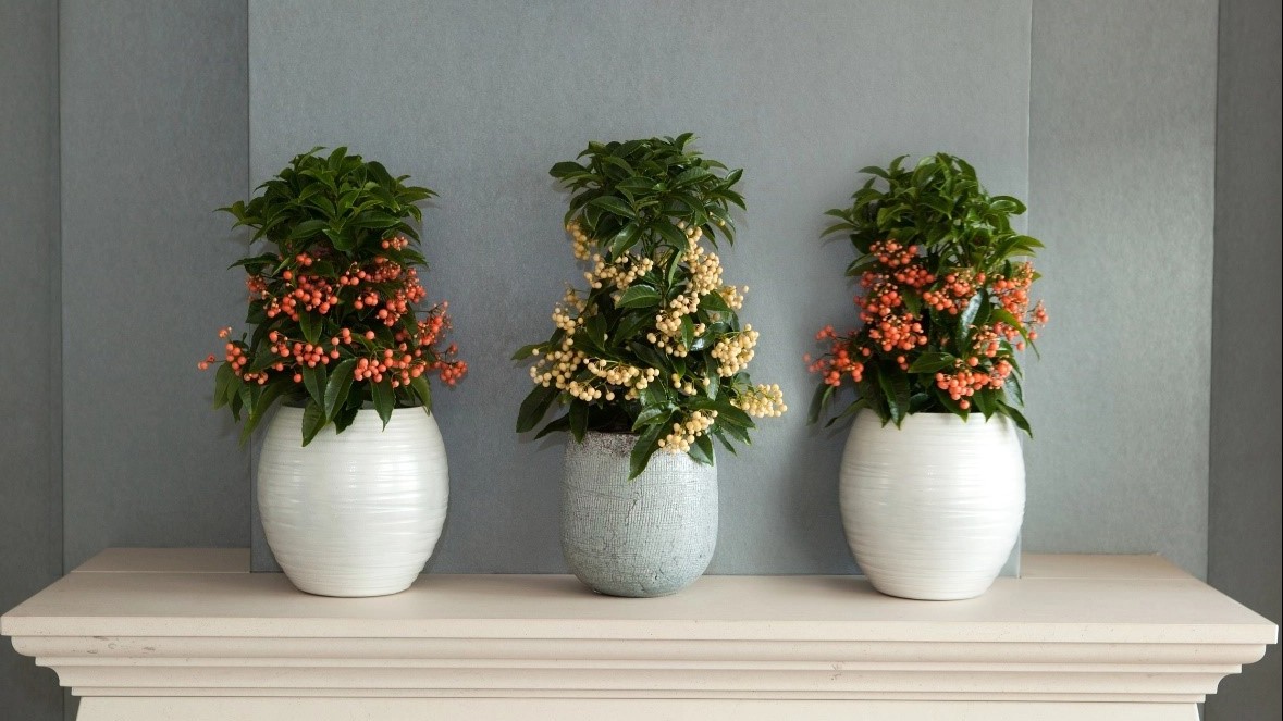 Ý nghĩa của cây kim ngân lượng trong phong thủy ngày Tết