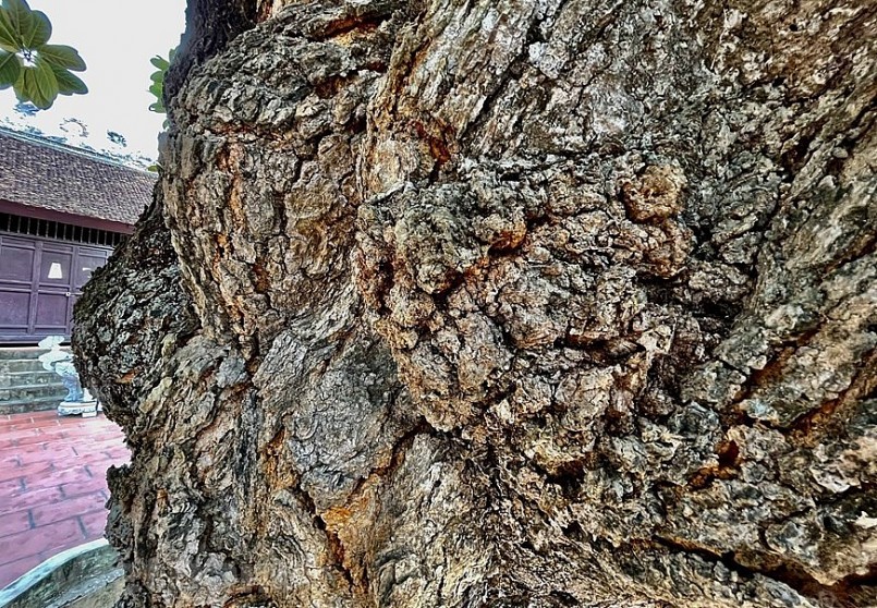 Từ thân cây xù xì, nứt nẻ, mốc meo này, mỗi mùa cây mít cổ thụ vẫn cho người dân làng từ 15-10 trái mít. 