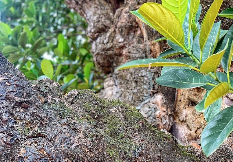 Mặc dù thân cây cao lớn, xù xì cổ quái là thế nhưng vẫn tiếp tục bật lên những nhánh non xanh. 