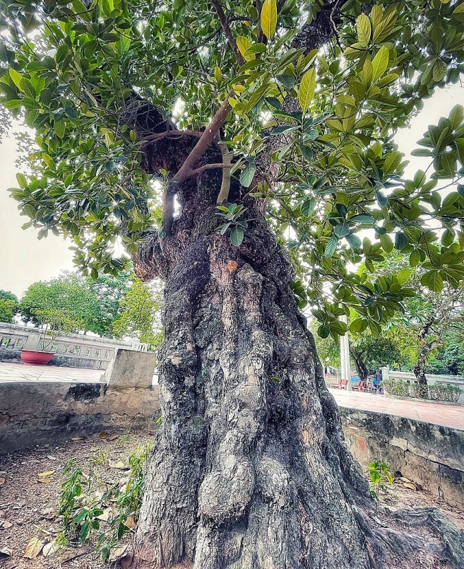 Gốc cây mít cổ thụ to cỡ 2 người ôm không xuể.