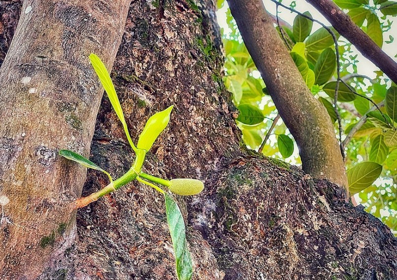 Cây mít cổ thụ vẫn ra trái đều mỗi mùa.