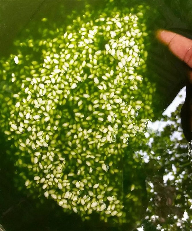 Gạo nếp ngâm nước lá riềng